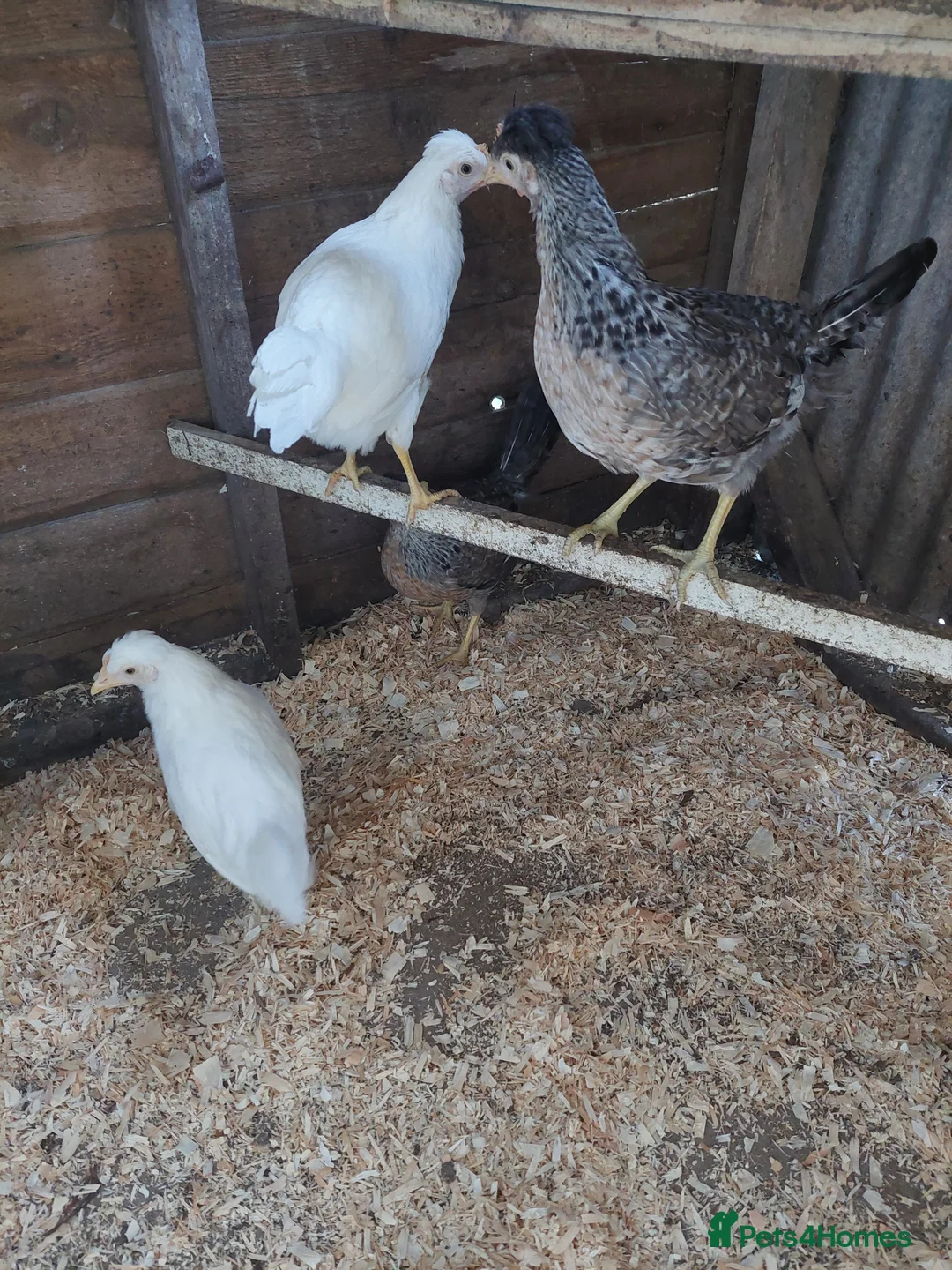 Chickens poultry for sale: Creamlegbar pullets  - Advert 2