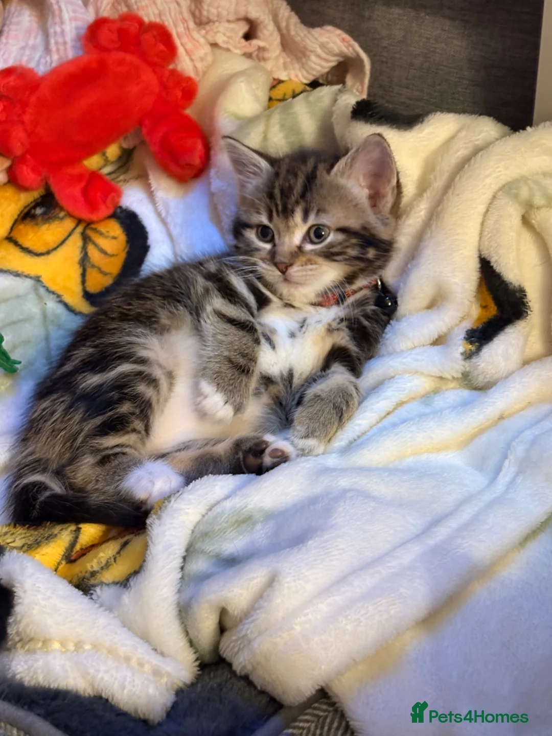 Mixed Breed cats for sale: 10 week old male kitten in Cannock - Advert 2