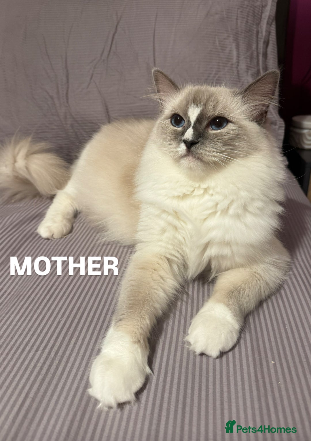 Ragdoll cats for sale: Beautiful Ragdoll Kittens  - Image 6