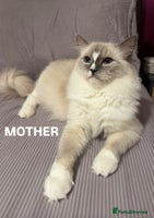 Ragdoll cats - Advert 10