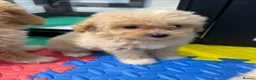 Maltipoo dogs for sale: 💙Maltipoo F1💜 - Advert 11