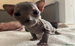 Sphynx cats for sale: 3 beautiful GIRlS available ❤️  - Image 6