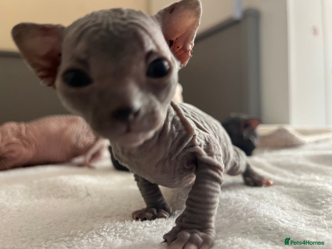 Sphynx cats for sale: 3 beautiful GIRlS available ❤️  - Image 6