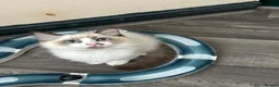 Ragdoll cats for sale: Ragdoll kitten  - Advert 2