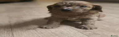 Cockapoo 5
