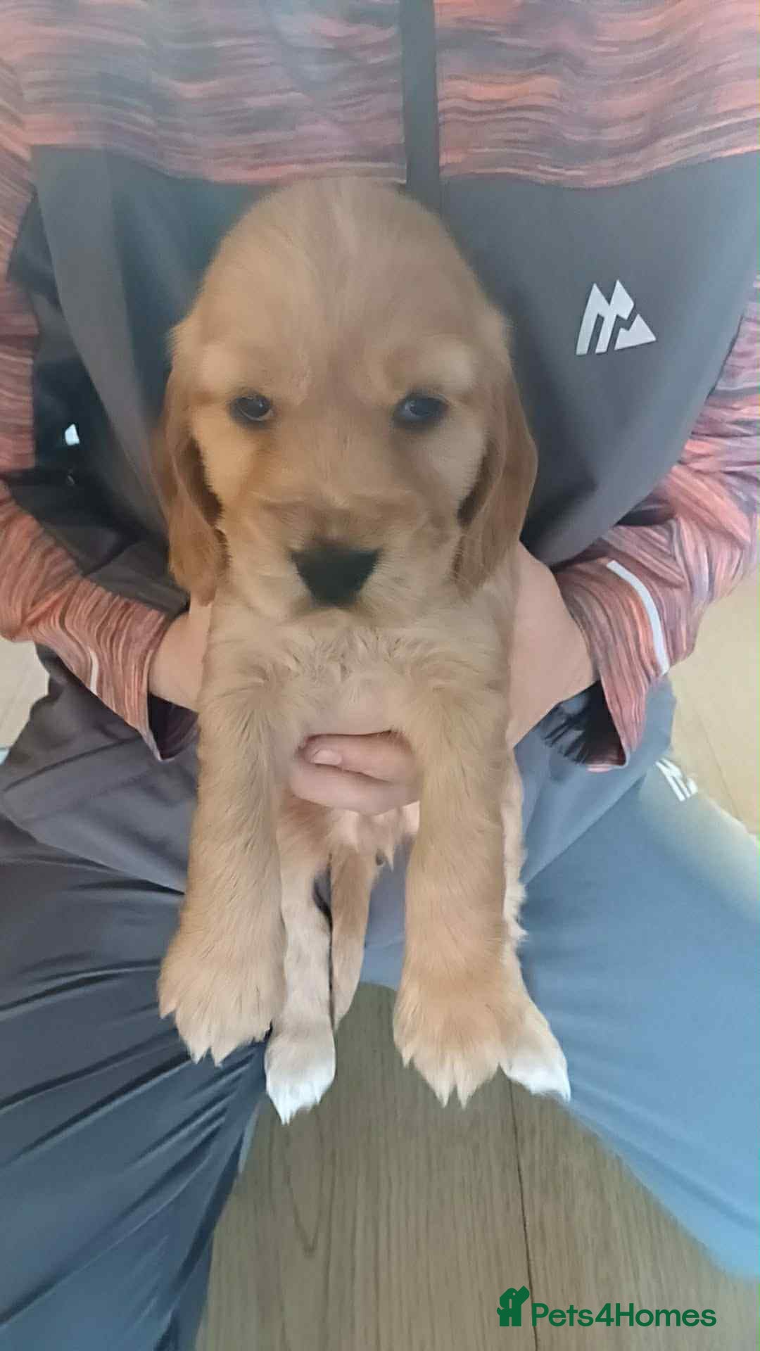 Cocker Spaniel dogs for sale: Gorgeous golden cocker spaniel puppies ready now✨️ - Advert 6