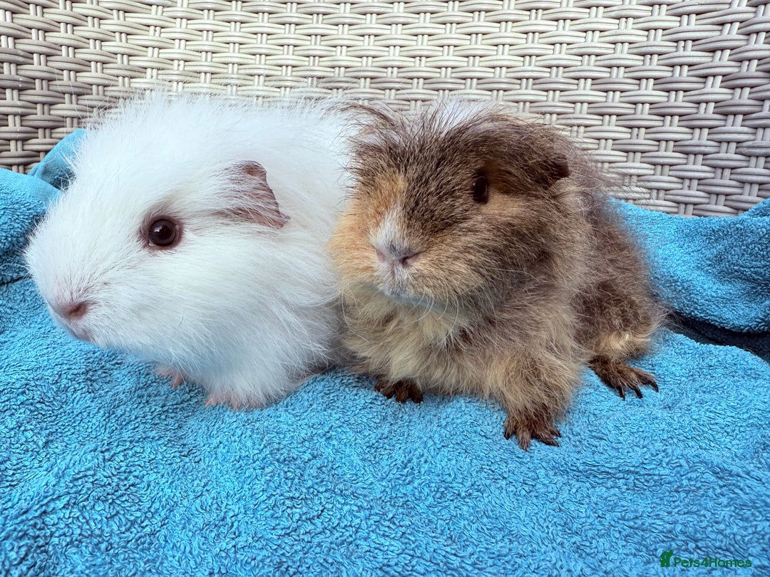 Guinea Pig rodents for sale: Pair of Guinea pig sows - Image 2