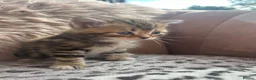 Persian cats for sale: X6 Persian Cross - beautiful fluffy kittens - Advert 9