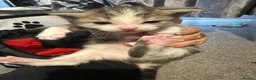 Mixed Breed cats for sale: Kittens  - Advert 5
