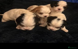 Cavalier King Charles Spaniel dogs for sale: DNA health tested, much loved cavaliers - Image 4