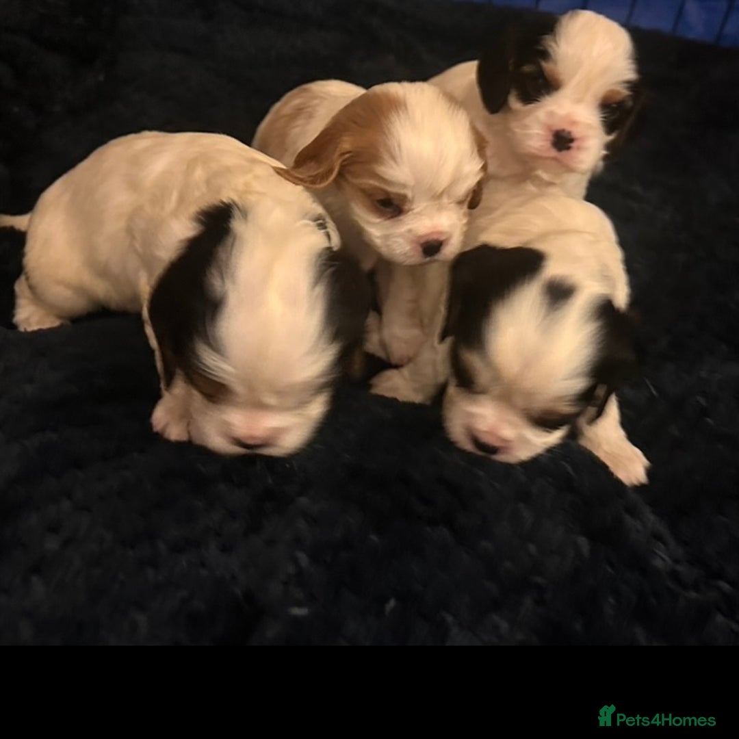 Cavalier King Charles Spaniel dogs for sale: DNA health tested, much loved cavaliers - Image 4