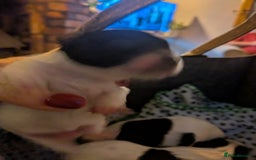 Biewer Terrier dogs for sale: Adorable Purebred Biewers  - Image 29