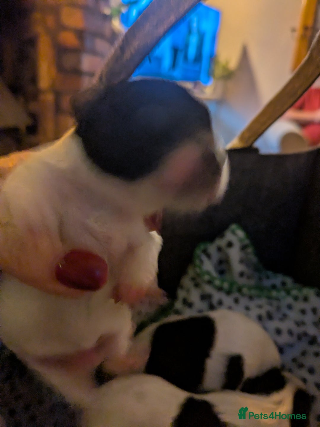 Biewer Terrier dogs for sale: Adorable Purebred Biewers  - Image 29