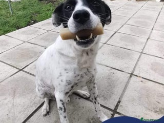 Mixed Breed dogs in Hornchurch - Advert 24