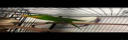 Parrots birds for sale: Superb parrot pair male and female  in Luton - Advert 13