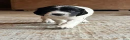 English Springer Spaniel dogs for sale: Beautiful Springer Spaniel Puppies - Advert 15