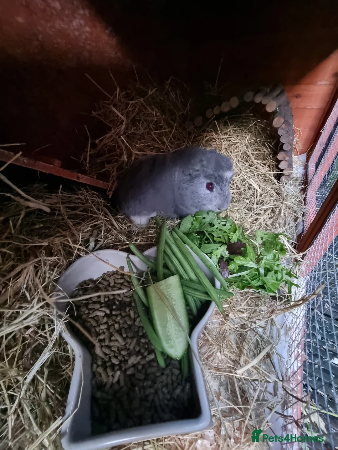 Guinea Pig rodents for sale: 2x male Guinea pigs and hutch - Advert 4