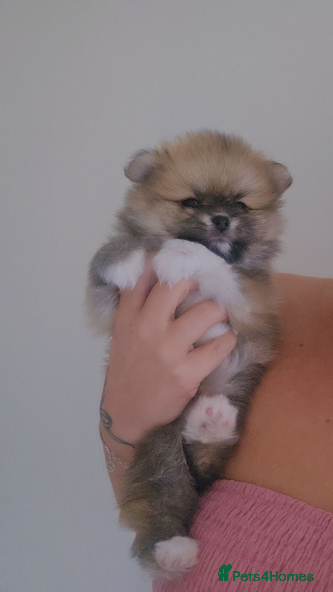 Pomeranian dogs 6 weeks today! 🐾 🐾 🐾  - Advert 2