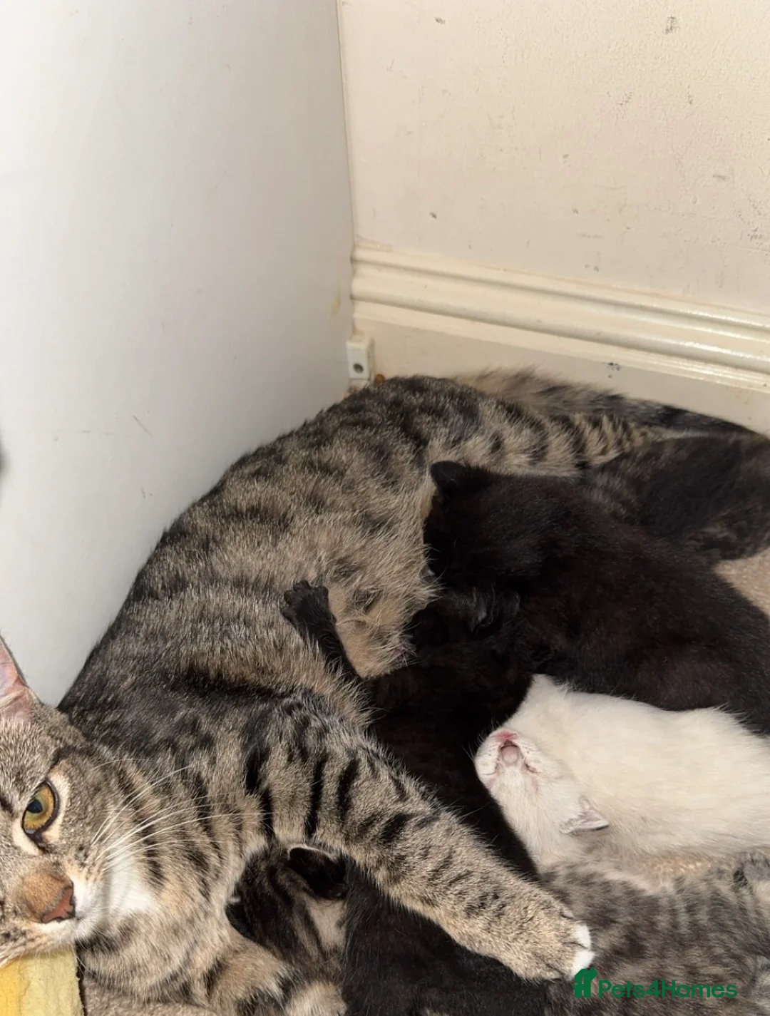 Bengal cats for sale: Cute Bengal kittens  - Advert 10