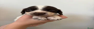 Cocker Spaniel 5