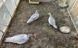 Ducks poultry for sale: Muscovy duck  - Image 5