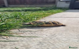 Hermann Tortoise reptiles for sale: 2 year old tortoise  - Image 1
