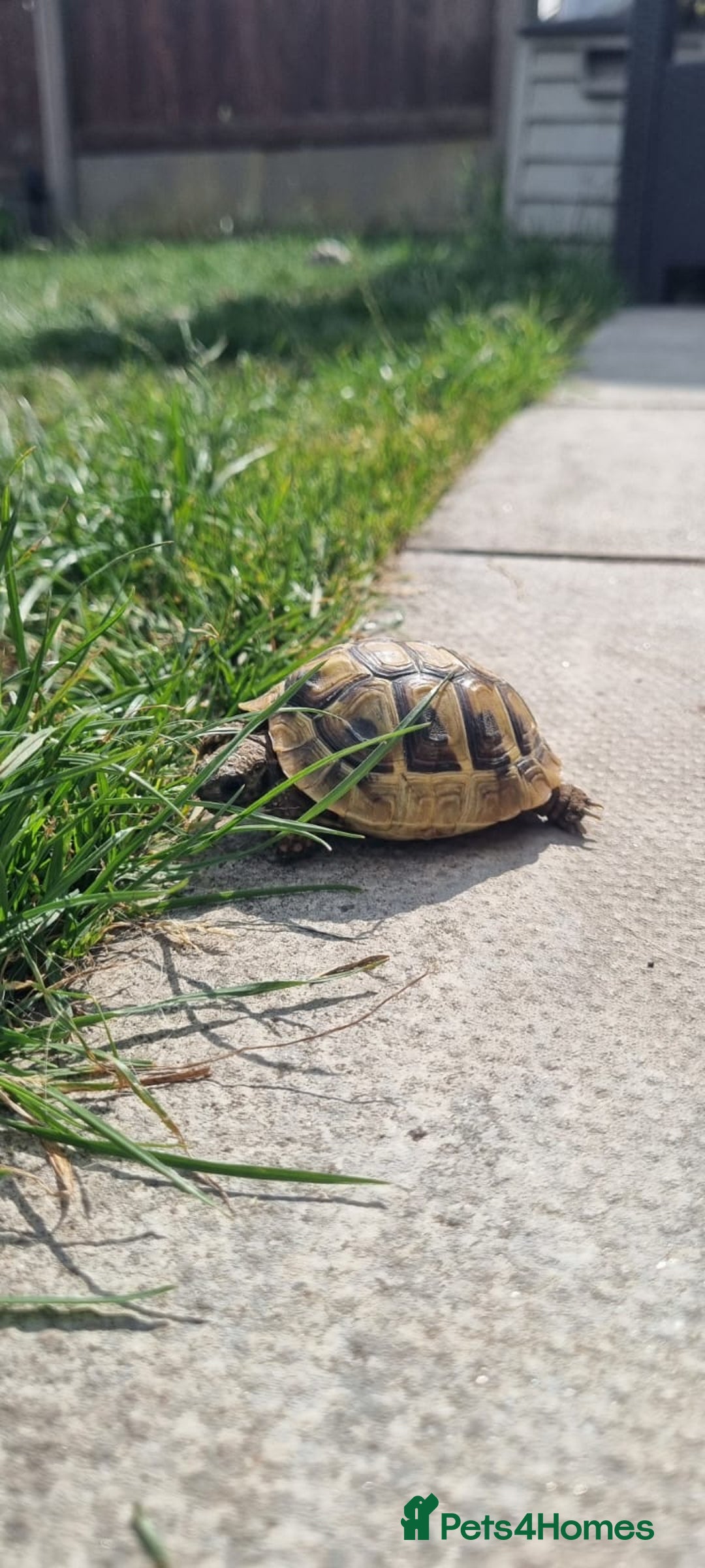 Hermann Tortoise reptiles for sale: 2 year old tortoise  - Image 1