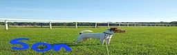 Jack Russell dogs for sale: Adorable Jack Russells - Advert 22