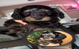 Cockapoo dogs for sale: 6 Stunning Cockapoos ✨ AVAILABLE NOW ✨ in Stalybridge - Image 4