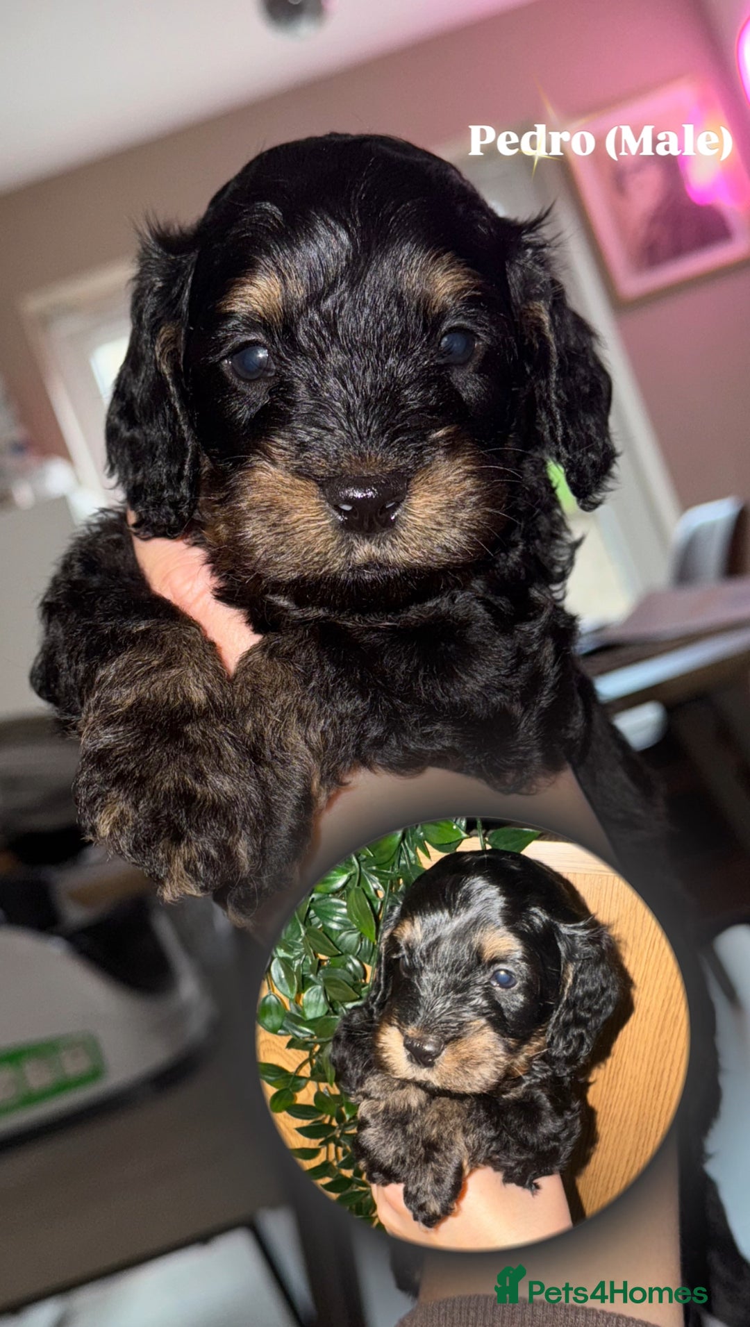 Cockapoo dogs for sale: 6 Stunning Cockapoos ✨ AVAILABLE NOW ✨ in Stalybridge - Image 4