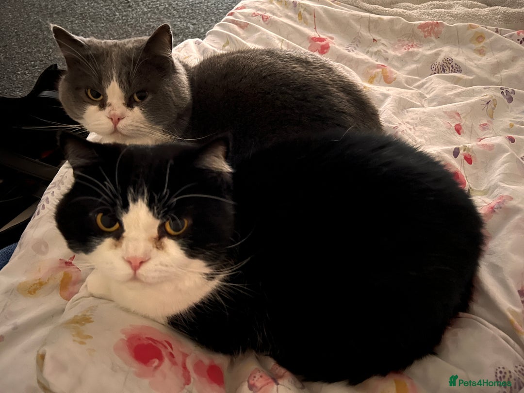 Ragdoll cats for sale: 7yr old Brothers need new home!! - Image 2