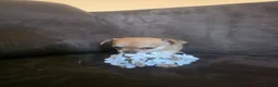 Chihuahua dogs for sale: Adorable chihuahua puppies in Langport - Advert 10