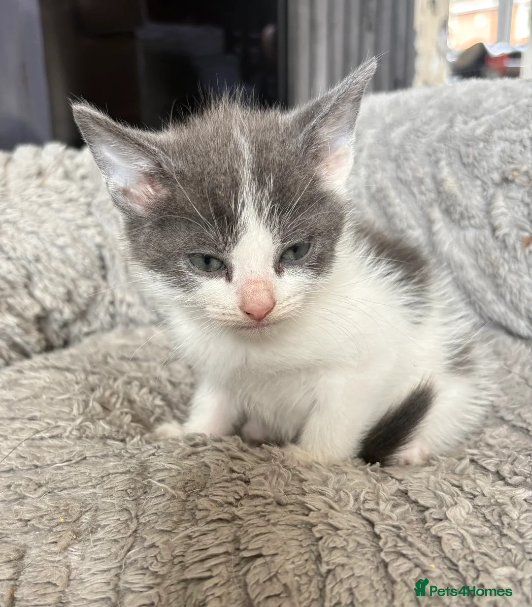 Mixed Breed cats for sale: Kitten’s for sale - Advert 2