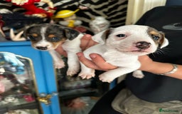 Mixed Breed dogs for sale: Merle Jack Russell X Jack Russell x cockapoo - Image 5