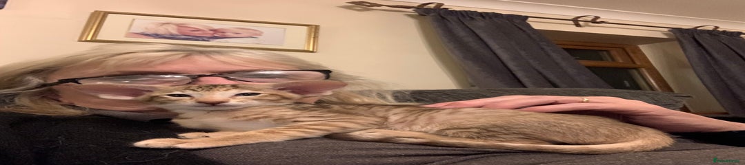 Oriental Kitten 1