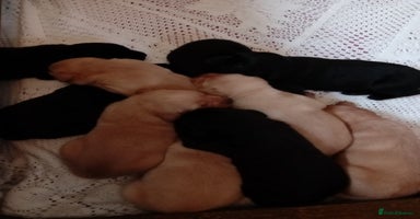 Labrador Retriever dogs - Advert 13