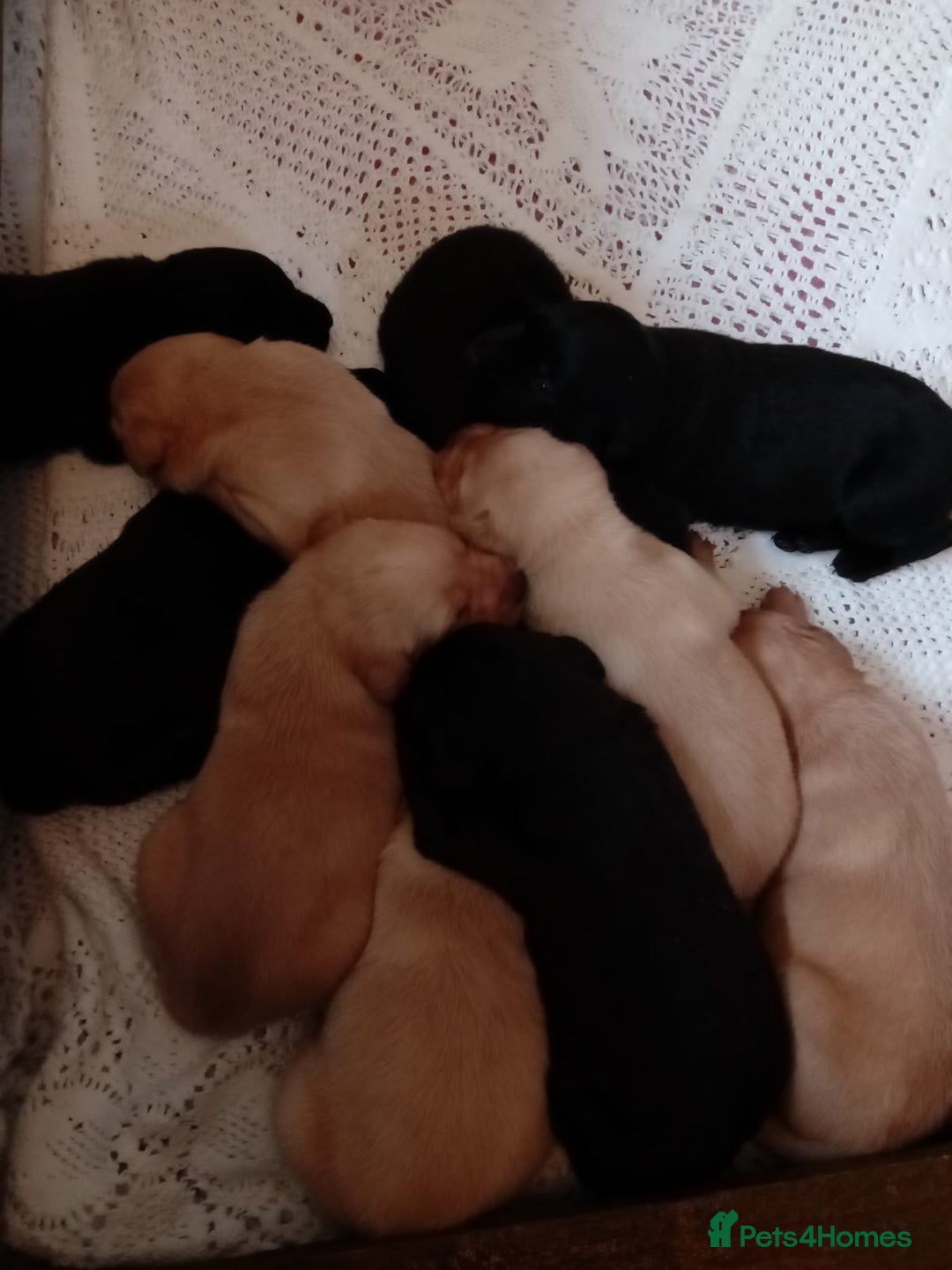 Labrador Retriever dogs for sale: KC reg DNA tested labrador puppies - Image 2