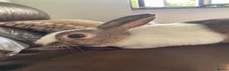 Mixed Breed rabbits for sale: Female and male rabbits in Isleworth - Advert 2