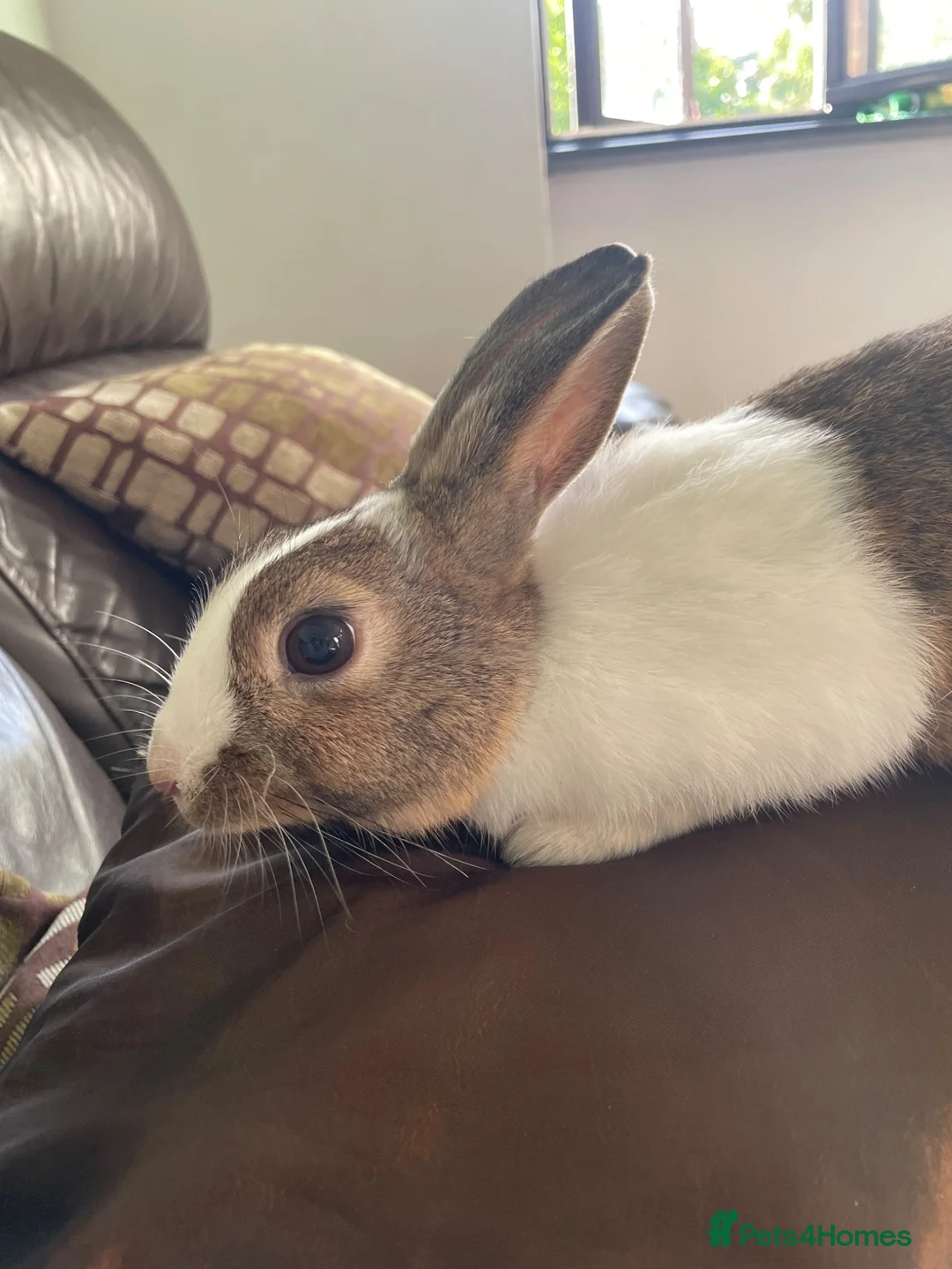 Mixed Breed rabbits for sale: Female and male rabbits in Isleworth - Advert 2