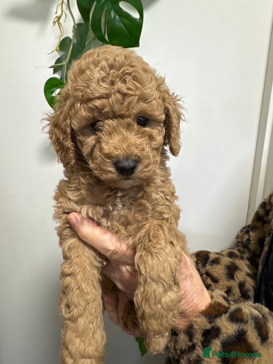 Mixed Breed dogs for sale: Miniature x Toy poodle puppies - Advert 6