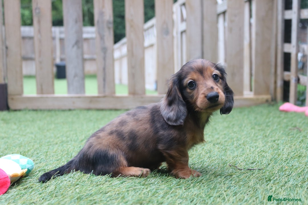 Miniature Dachshund dogs for sale: Russian Miniature longhaired dachshund males - Image 7