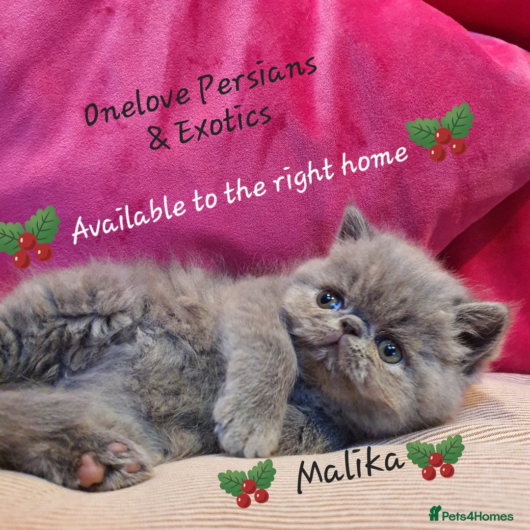 Exotic cats for sale: GCCF Gorgeous blue/cream Exotic female  - Advert 1