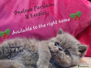 Exotic cats GCCF Gorgeous blue/cream Exotic female - Advert 5