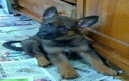 German Shepherd dogs for sale: GERMAN SHEPHERD PUPPIES FOR SALE - Image 4