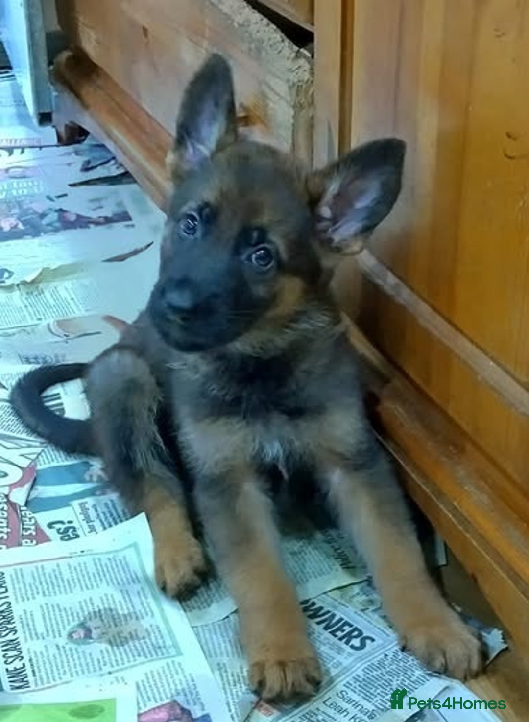 German Shepherd dogs for sale: GERMAN SHEPHERD PUPPIES FOR SALE - Image 4