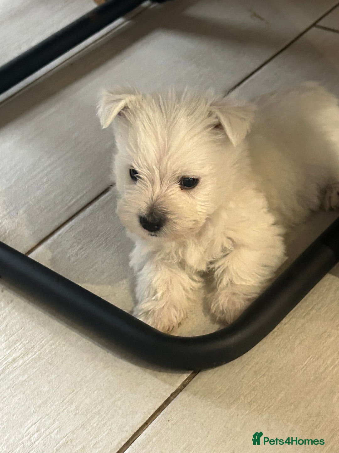 West Highland Terrier dogs for sale: Gorgeous West Highland Pups - Image 5