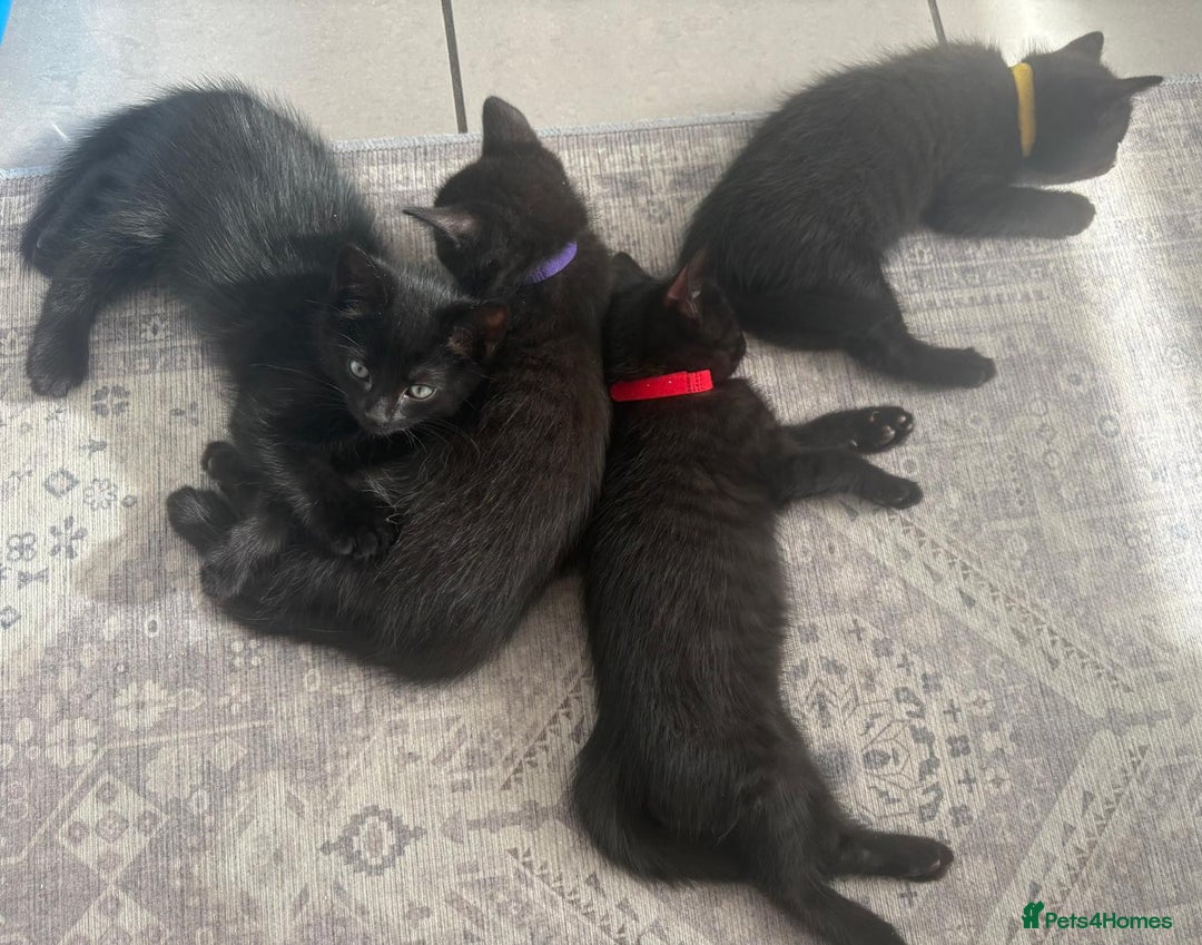 Domestic Shorthair cats for sale: 7 beautiful kittens!!!🐈‍⬛🐈‍⬛🐈‍⬛ - Image 15