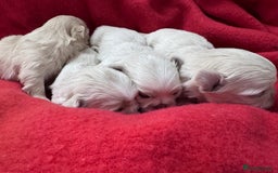 Shih Tzu dogs for sale: Creams shihtzus 5* puppies  - Image 8