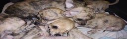 Chihuahua dogs for sale: Beautiful puppies ready for forever homes  - Advert 13
