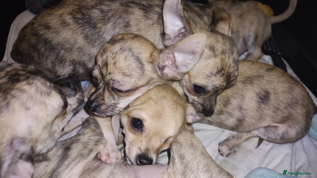 Chihuahua dogs for sale: Beautiful puppies ready for forever homes  - Advert 13